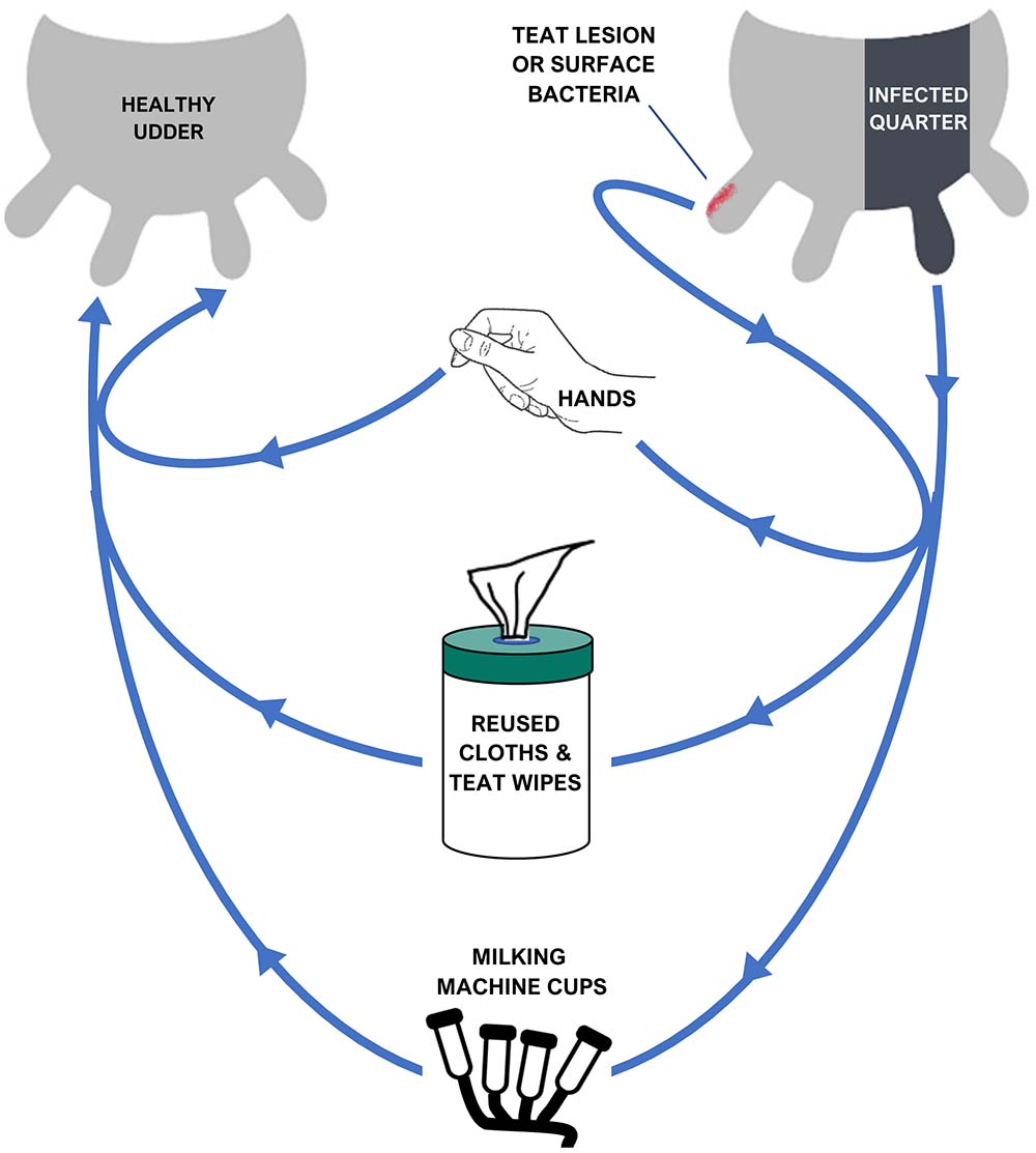 A diagram showing how contagious mastitis can be spread from cow to cow through milking equipment or via contact with farm workers’ hands or cleaning cloths